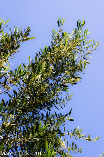 L'oliveraie de Rivesaltes
