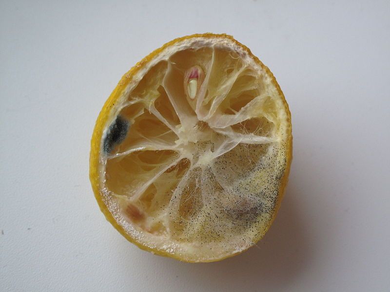 Comment donner une seconde vie au citron