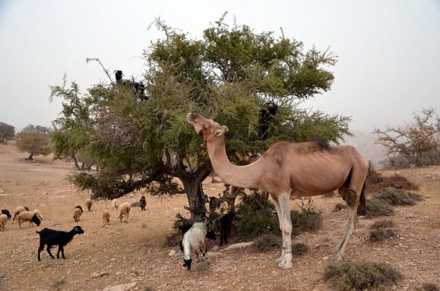 Un troupeau atypique sur la route d'Essaouira